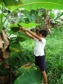 Gathering banana leaves