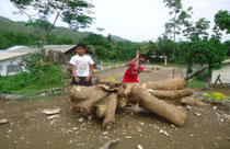 Part of one of the trees that were uprooted by Typhoon Pedring (Nesat) in September 2011