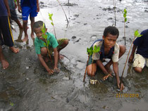 Mangrove planting