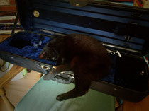 Cricket, one of our beloved studio cats, obligingly demonstrates.