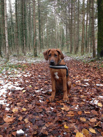 Der erste Schnee