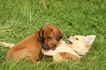 Hundetraining mit Herz und Verstand by Andrea und Fritz