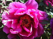 auf dem Bild ist eine Rose