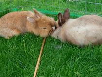 Typisches Kaninchenverhalten: Schmusen zu zweit