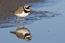 Sandregenpfeifer (Charadrius hiaticula) / Ringed Plover