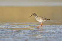 Rotschenkel (Tringa totanus) / Common Redshank