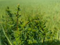 Wiesen-Labkraut