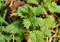 Brennnessel - Urtica dioica