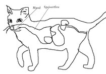Skizze des Magendarm-traktes einer Katze