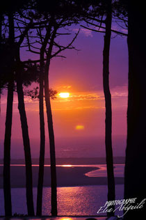 couché de soleil au pilat entre les pins