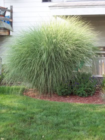 Miscanthus morning light