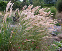 Achnaterum calamagrostis