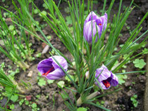 FIORE DI ZAFFERANO
