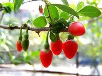 Bacche di goji (Lycium Barbarum)