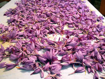 FIORI DI ZAFFERANO