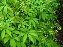 CYCLANTHERA PEDATA ( CAIGUA )