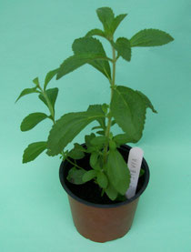 STEVIA