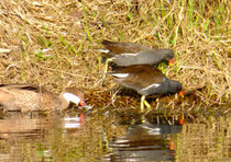 Bahamaente mit Teichhuhn