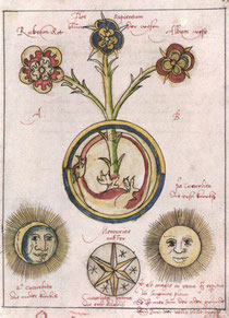  "La fleur des sages" Manuscrit alchimique de 1550 - Bibliothèque universitaire de Bâle 