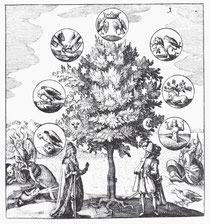 "L'arbre de la philosophie" - Philosophia reformata - 1622 Johann Daniel Mylius 