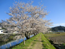 配達で見かけた満開の桜並木