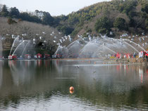 蓮華寺池での一斉放水