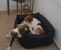 Ajasca und Chiley