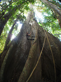 Baumriese im Amazonas Regenwald