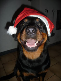 cadeaubon voor hond