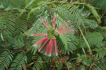 fleur de Calliandra