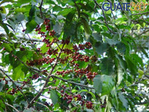 Arbre de café avec ses fruits