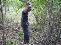 Travail de nettoyage dans la plantation