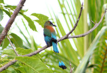 L'oiseau national du Nicaragua : le guardabarranco