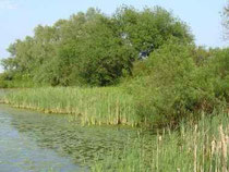 Seen und ihre Uferbereiche sind gesetzlich geschützt - Foto: NABU