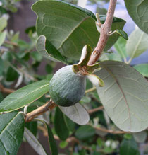 Feijoa (Acca selowiana) oder Ananasguave