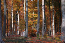 la forêt à l'automne