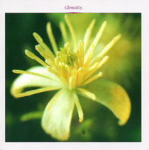 Clematis (Clématite en français)