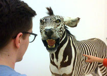 Viehisch: Ein Tigerzebra, Paul war furchtlos. Mehr Fotos unten in der Galerie.