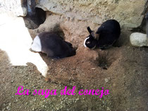 UN CONEJO EN EL EXTERIOR - La saga del conejo