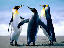 Pinguine sind Meister des Zusammenhalts!