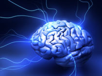 les omega 3 participent au Bon fonctionnement du cerveau, du coeur etc