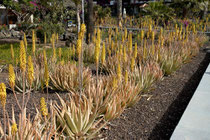 Aloe Vera Santé | la plante aloe vera pousse partout dans certains pays