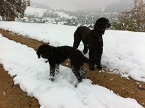 Erster Schneespaziergang 28.10.12