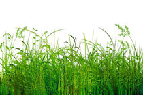 Grasflecken