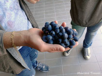 Il vino novello