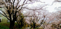 雨の桜道🌸✨