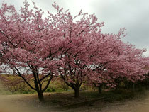 雨に咲く河津桜🌸