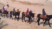 Paseada de burros en la playa de Tossa de Mar