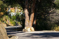 Pinos gemelos en Santa María de Llorell