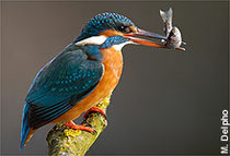 Eisvogel